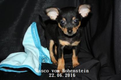 Prager Rattler Welpe - Basco vom Hohenstein mit Stammbaum