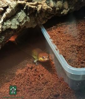 1, 2 Lygosoma corpulentum
