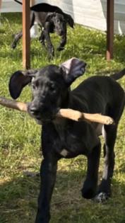 Deutsche Doggen suchen händeringend neues Zuhause