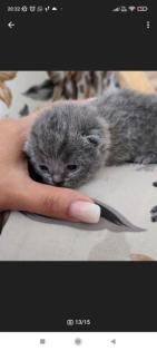 Wunderschöne Bkh kitten suchen neue Dosenöffner