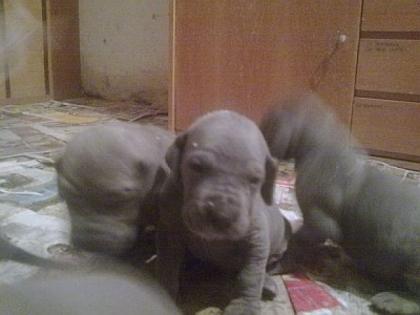 Blue Deutsche Dogge - Welpen