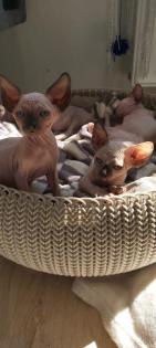 Canadian sphynx kitten