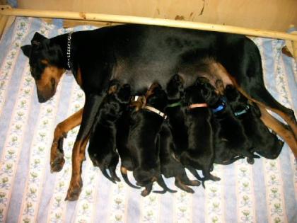 Welpen-Dobermann