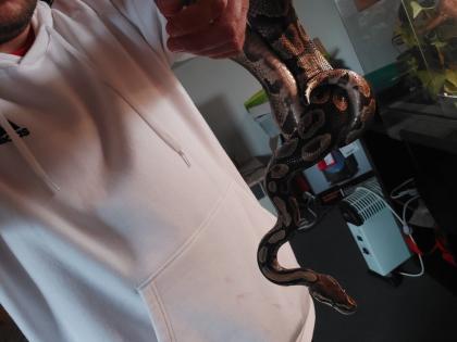 Königspython inklusive voll ausgestattetem Terrarium