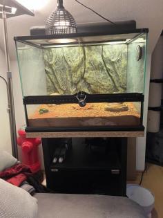 Gecko mit Terrarium