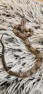 Boa Imparator NZ 07/20