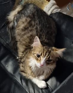 5 Hauskatzen Mischlinge