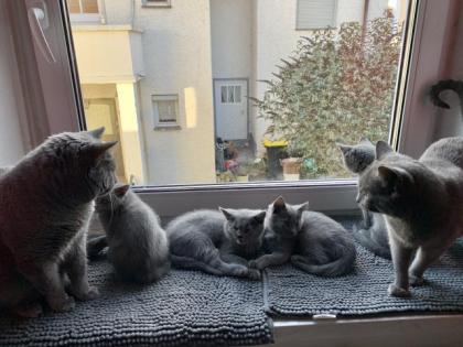 Chartreux, echte Kartäuser Kätzchen