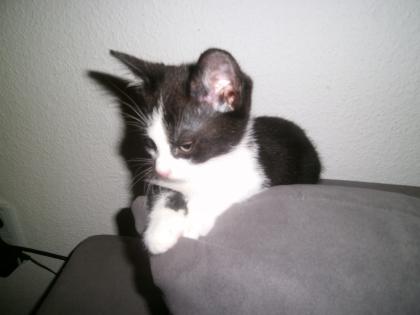 5 Katzenbabys suchen liebevolles zuhause