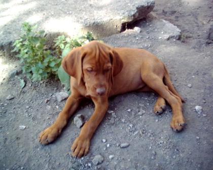 Magyar Vizsla Hündin Welpe