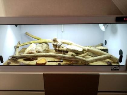 Leopardgecko Terrarium und Zubehör