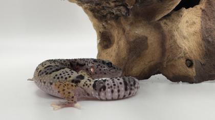Leopardgecko 1. 13. 16
