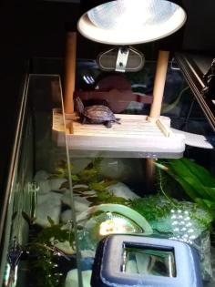Chinesische Dreikielschildkröte