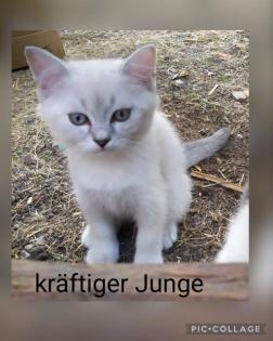 BKH Kitten