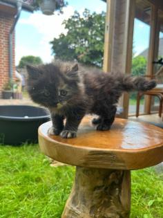 Katze Dori sucht ein liebevolles Zuhause