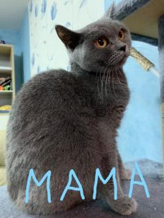 Bildhübsche reinrassige BKH Kitten in Blau