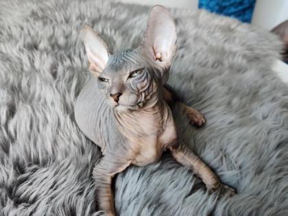 Don Sphynx Kitten suchen ein liebevolles Zuhause