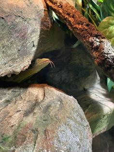 Terrarium und Varanus prasinus männchen