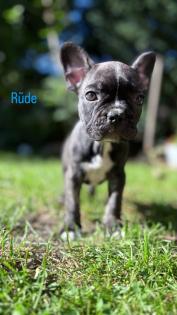 7 Französische Retro Bulldoggen Welpen