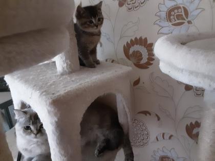 Reinrassige BKH Kitten sofort Abholbereit