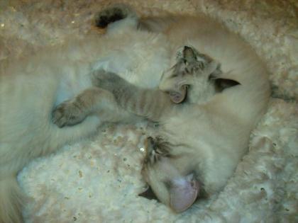Reinrassige Ragdoll-Kitten mit Lynx-Zeichung Amy Adam