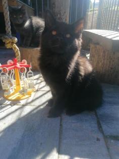 Main Coon Kitten suchen liebevolles Zuhause