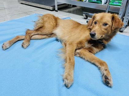 Barnaby ist ein wirklich toller, liebevoller und verträglicher Hund