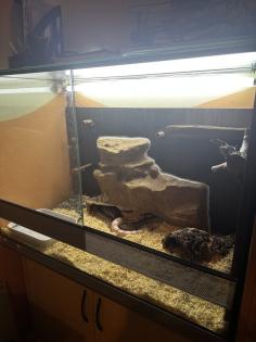 2 Kornnattern Braun/Grau Hellorange inkl. Terrarium