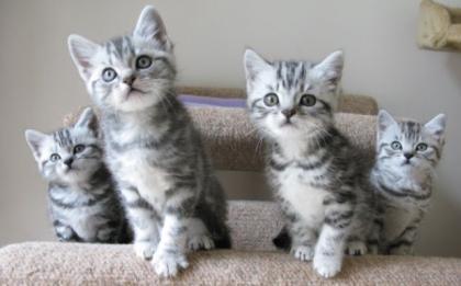 BKH Britisch Kurzhaar Kätzchen Silver-Tabby