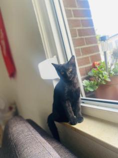 Katze verkaufen heißt bagera sucht ein neues wohnung