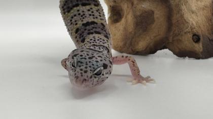 Leopardgecko 1. 13. 16