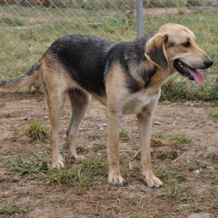 Mina / Status sucht ein Zuhause
