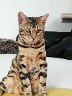 Bengal Kater
