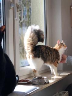Norwegische Waldkatze in gute Hände abzugeben