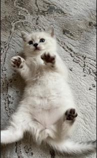 Abgabe bereite BKH blue point kitten Nur 1 männlich übrig