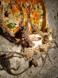 Baby Bartagame Nachzucht