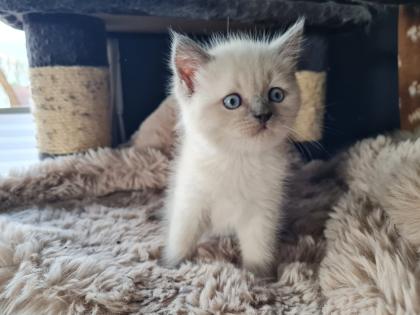 Wunderschöne Bkh kitten blue point und silver shaded