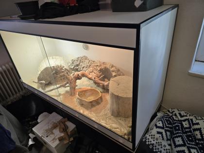 Stachelschwanz Waran Männlich Yellow Ackie mit Terrarium