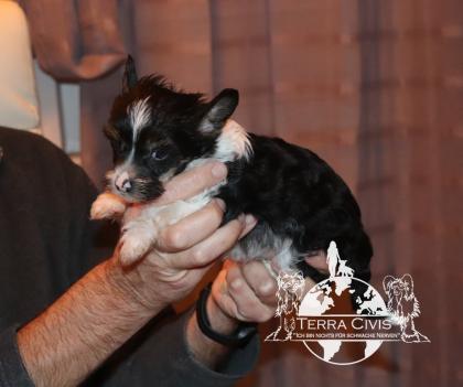 Chinese Crested Puppies