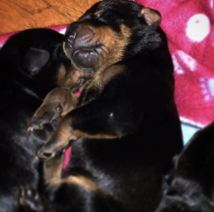 Reinrassige Dobermann Welpen