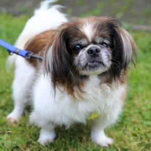 OMI-GINA - weiblich 13 Jahre 19 cm 4. 2 kg Tibet-Spaniel Gechipt