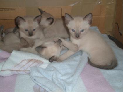 5 Siam-Kitten suchen zu Hause