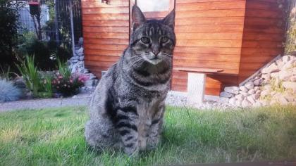 Kater Ilja seit 29. 05. 2022 in Dannstadt-SCHAUERNHEIM vermisst