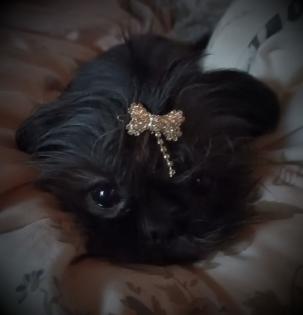 Shih Tzu weibchen klein 8 Jahre
