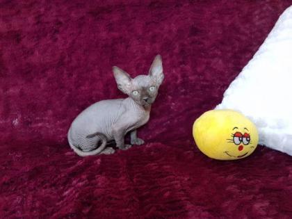 Sphynx Kitten