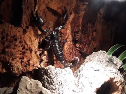 Heterometrus spinifer abzugeben