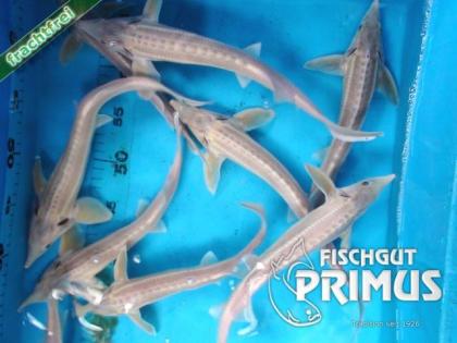 Störe Albino Sterlet A. ruthenus albino - Größe 35-40 cm
