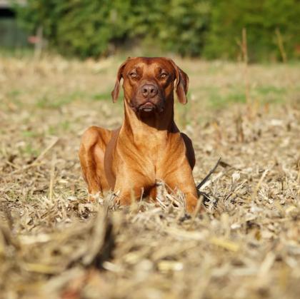 Rhodesian Ridgeback Deckrüde Livernose