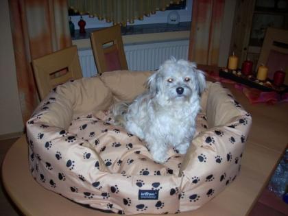 Suche lieben Havaneserdeckrüden, privat,
