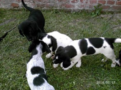 Wir 9 Wochen junge Welpen suchen ein Liebevolles ZUHAUSE